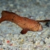 razorfish_peacock_ull_ci_h_0018_cos1344.jpg